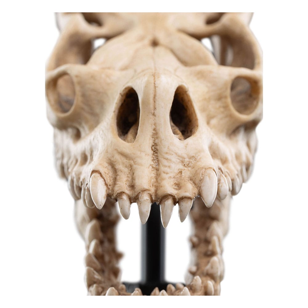 Herr der Ringe Mini Statue Skull of a Fell Beast 21 cm